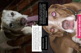 Cachorro é encontrado no bairro Parque São Paulo - Encontrados antes de publicar