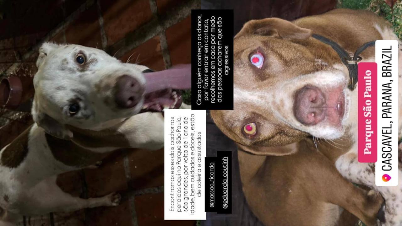 Cachorro é encontrado no bairro Parque São Paulo - Encontrados antes de publicar Imagem referente a Cachorro é encontrado no bairro Parque São Paulo - Encontrados antes de publicar