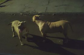 Cães Pitbull são encontrados soltos no Bairro São Cristóvão e mobilizam equipes em Cascavel