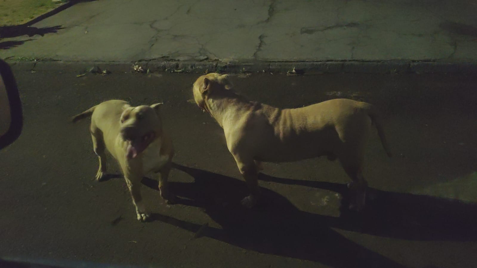 Cães Pitbull são encontrados soltos no Bairro São Cristóvão e mobilizam equipes em Cascavel