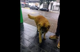 Cachorro é encontrado no bairro Centro