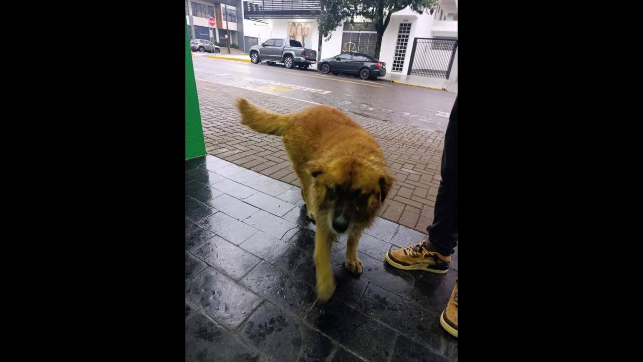 Imagem referente a Cachorro é encontrado no bairro Centro