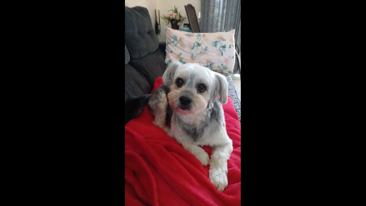 Cachorro Dimy desapareceu no bairro Santa Felicidade Imagem referente a Cachorro Dimy desapareceu no bairro Santa Felicidade