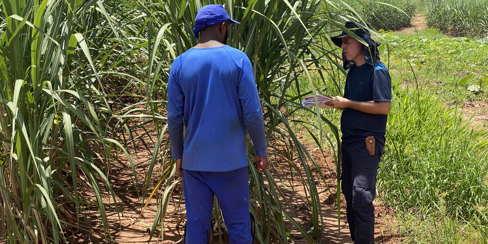 Imagem referente a Fiscais resgatam 479 vítimas de escravidão moderna no mês de agosto