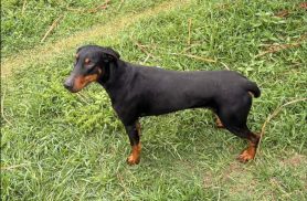 Cachorro é encontrado no bairro Recanto Tropical