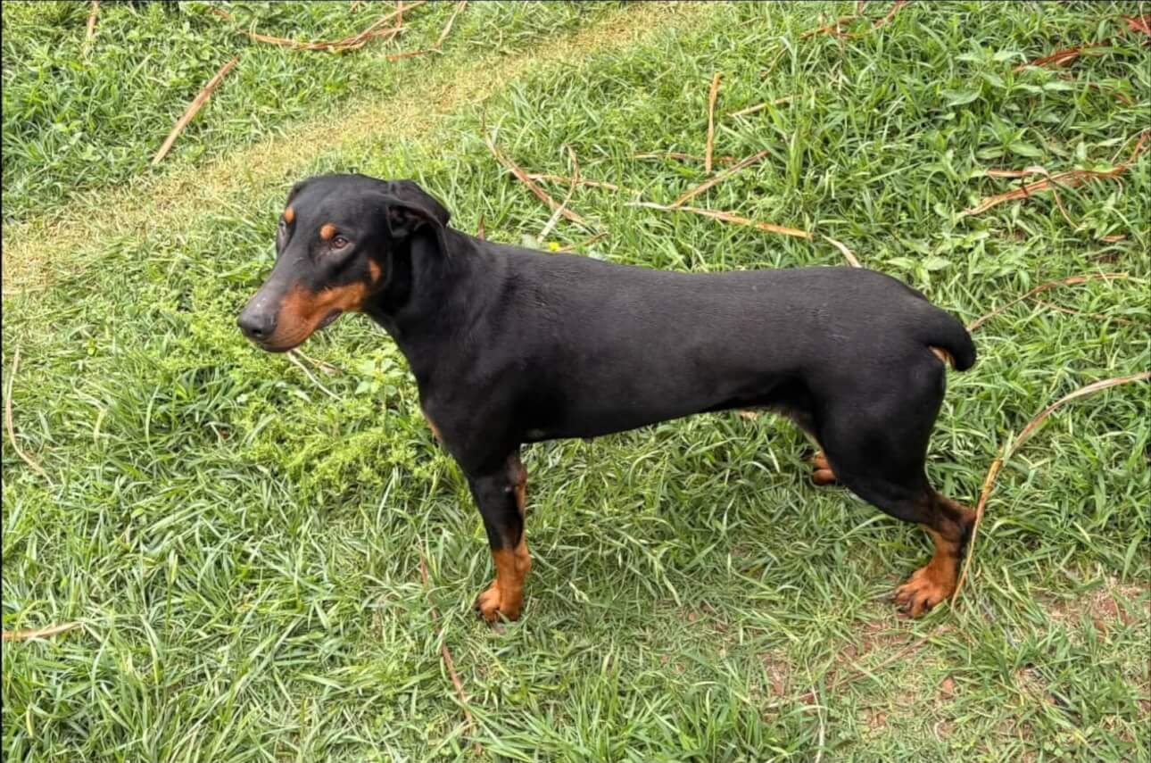 Cachorro é encontrado no bairro Recanto Tropical Imagem referente a Cachorro é encontrado no bairro Recanto Tropical
