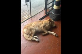 Cachorro é encontrado no bairro Centro