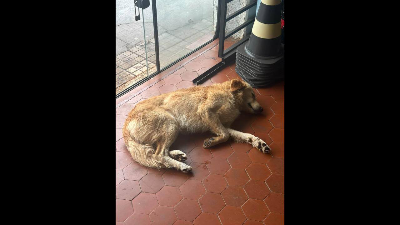 Imagem referente a Cachorro é encontrado no bairro Centro