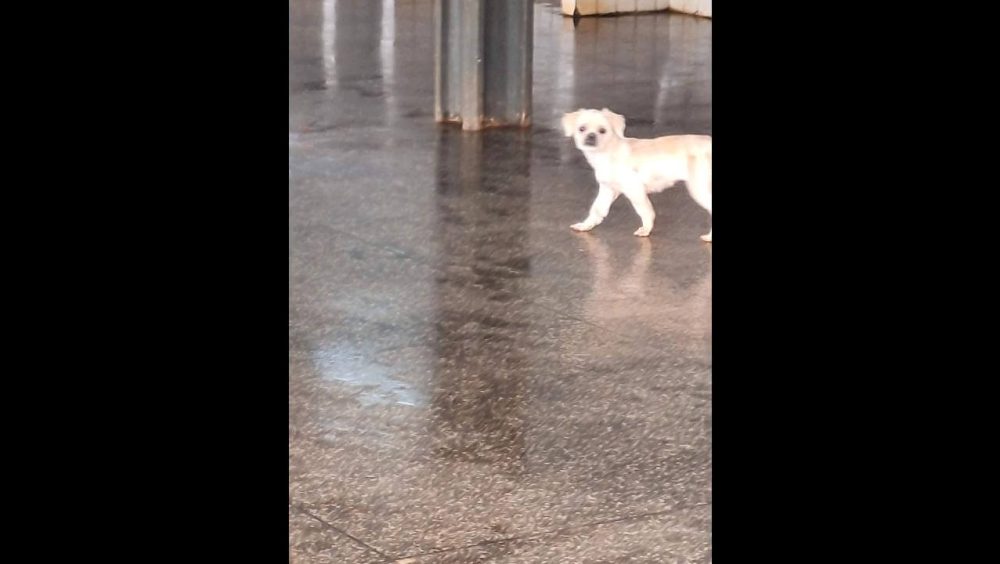 Cachorra é encontrada no bairro Clarito Imagem referente a Cachorra é encontrada no bairro Clarito