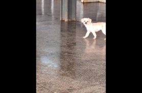 Cachorra é encontrada no bairro Clarito