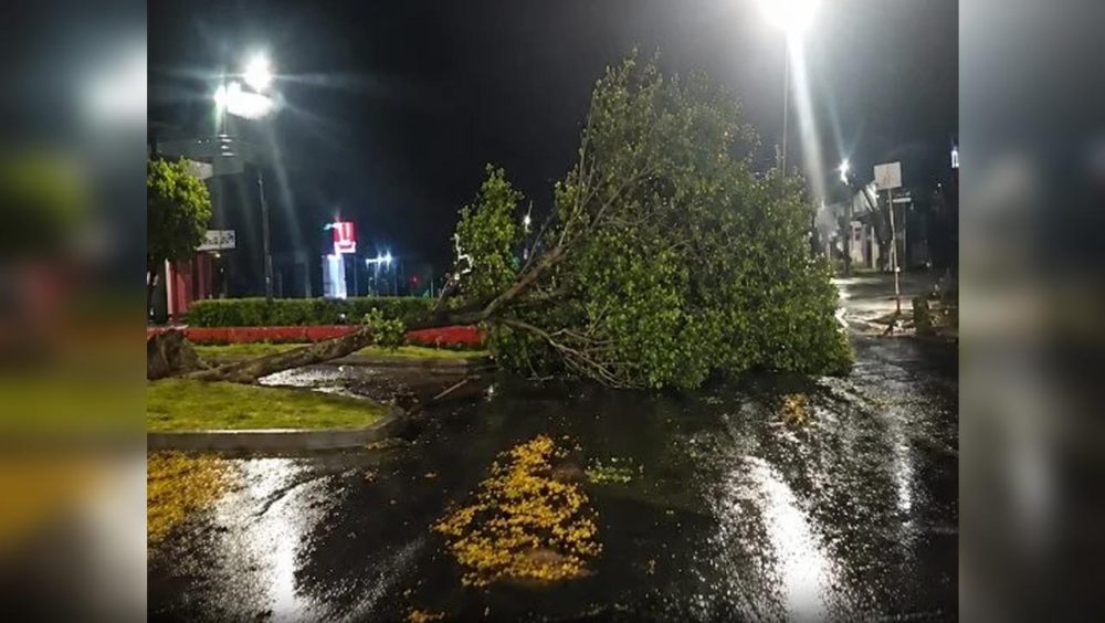 Temporal em Ubiratã: chuva forte e ventos causam quedas de árvores Imagem referente a Temporal em Ubiratã: chuva forte e ventos causam quedas de árvores