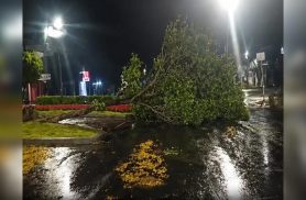 Temporal em Ubiratã: chuva forte e ventos causam quedas de árvores