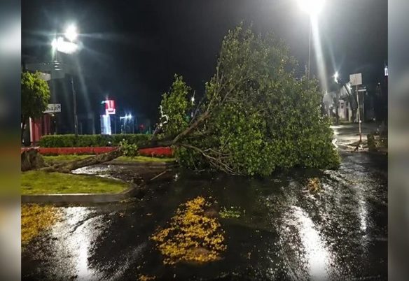 Temporal em Ubiratã: chuva forte e ventos causam quedas de árvores