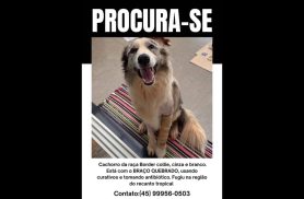 Cachorro Jhonnie desapareceu no bairro Recanto Tropical