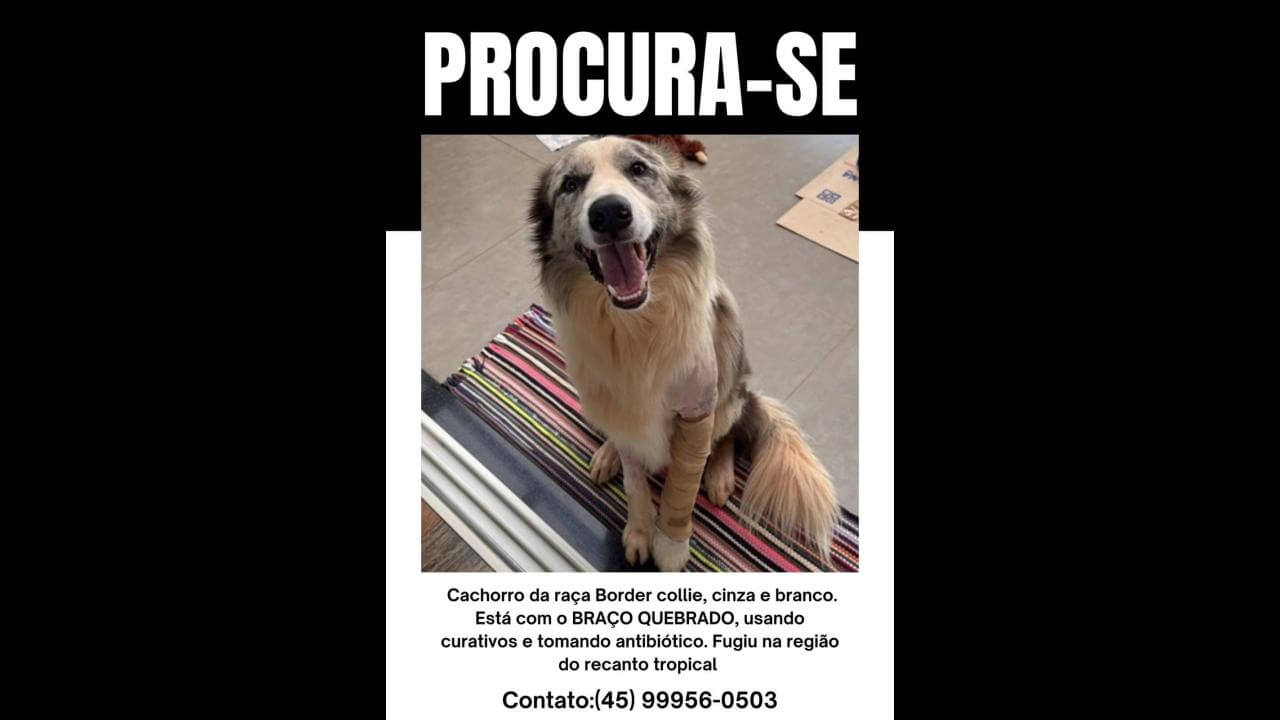 Imagem referente a Cachorro Jhonnie desapareceu no bairro Recanto Tropical