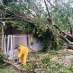 Imagem relativa a Chuva e vento derrubam árvores e bloqueiam ruas na Vila Industrial, em Toledo