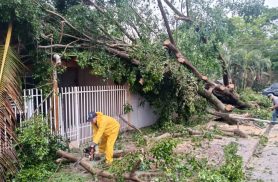 Chuva e vento derrubam árvores e bloqueiam ruas na Vila Industrial, em Toledo
