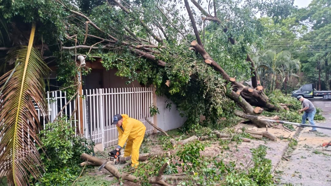 Imagem referente a Chuva e vento derrubam árvores e bloqueiam ruas na Vila Industrial, em Toledo