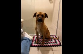 Cachorro é encontrado no bairro Centro