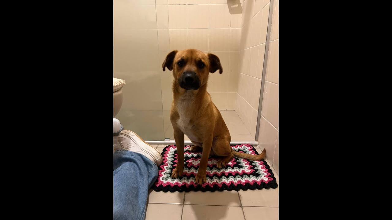 Imagem referente a Cachorro é encontrado no bairro Centro