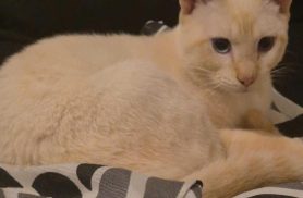 Gato é encontrado no bairro Universitário