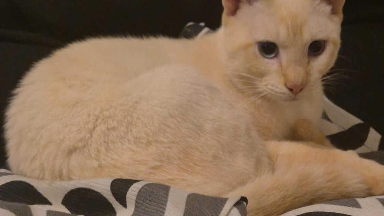 Imagem referente a Gato é encontrado no bairro Universitário