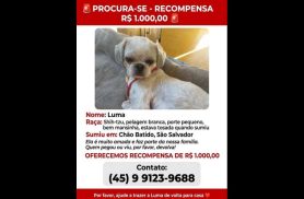 Cachorra Luma desapareceu no bairro São Salvador