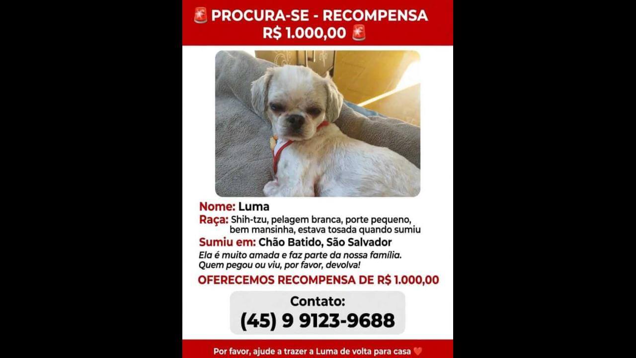 Imagem referente a Cachorra Luma desapareceu no bairro São Salvador