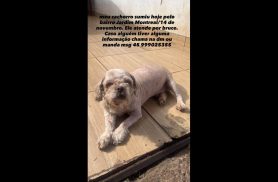 Cachorro Bruce desapareceu no bairro 14 de Novembro