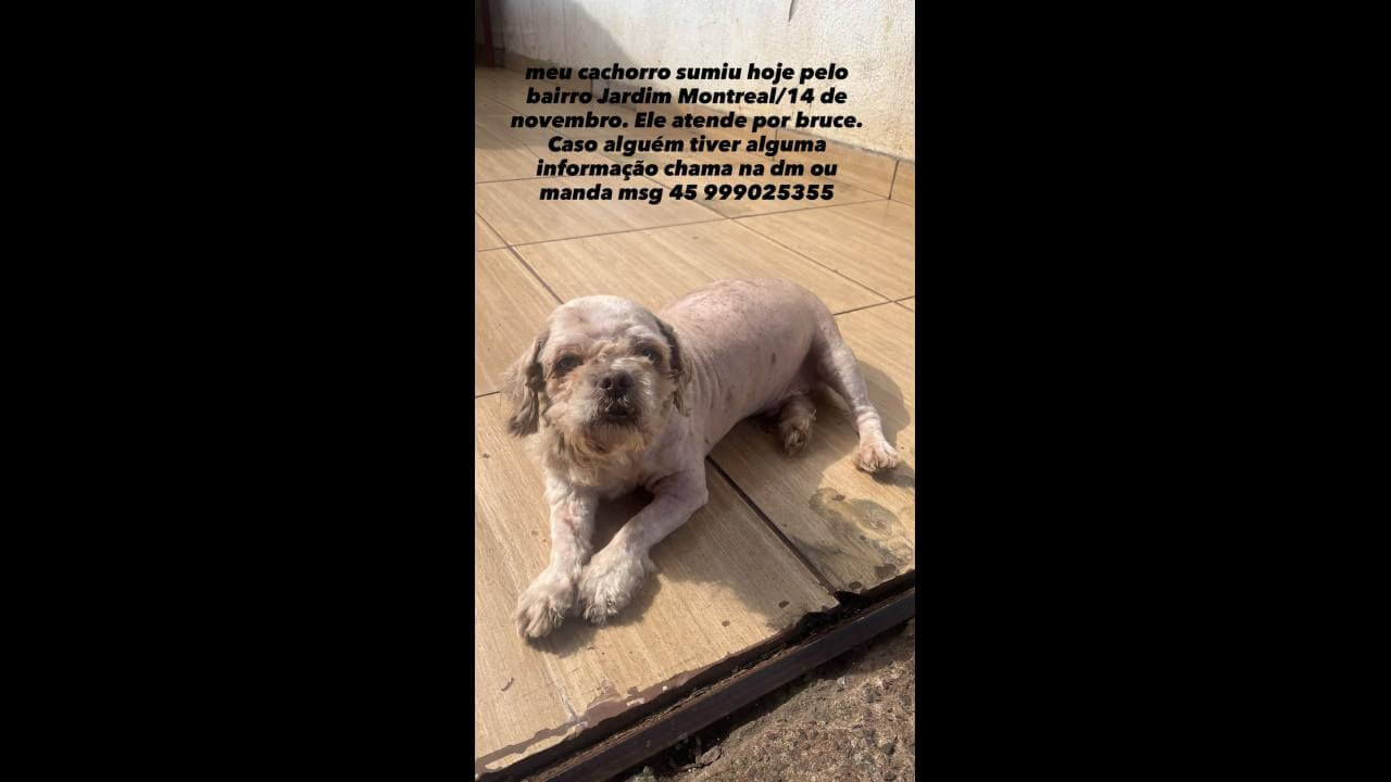 Imagem referente a Cachorro Bruce desapareceu no bairro 14 de Novembro