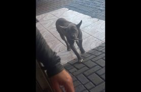 Cachorro é encontrado no bairro Jardim União