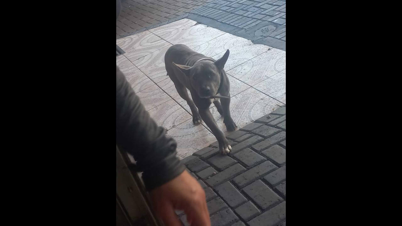Cachorro é encontrado no bairro Jardim União Imagem referente a Cachorro é encontrado no bairro Jardim União