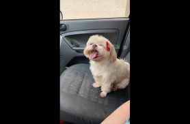 Cachorra Kiki desapareceu no bairro Clarito
