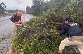 Árvores são removidas e tráfego é normalizado na BR-277 em Ibema
