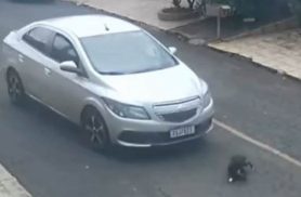 Cachorro morre após ser atingido por carro e imagens revoltam moradores