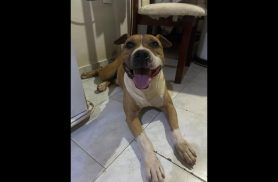 Cachorro Escobar desapareceu no bairro Parque São Paulo