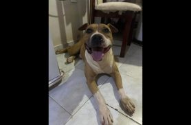 Cachorro Escobar desapareceu no bairro Parque São Paulo