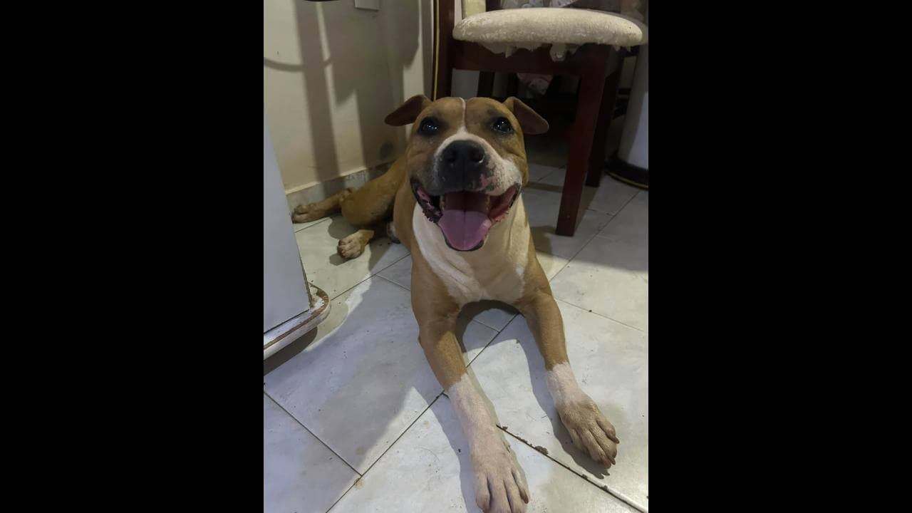 Imagem referente a Cachorro Escobar desapareceu no bairro Parque São Paulo
