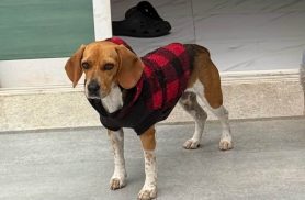 Cachorra Pandora desapareceu no bairro Parque São Paulo