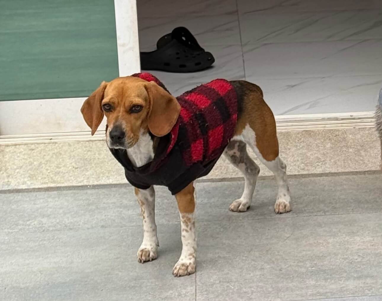 Cachorra Pandora desapareceu no bairro Parque São Paulo Imagem referente a Cachorra Pandora desapareceu no bairro Parque São Paulo