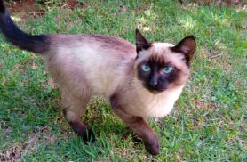 Gato é encontrado no bairro Cancelli