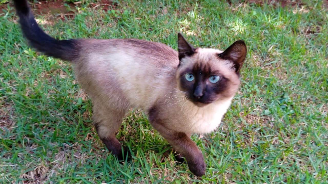 Imagem referente a Gato é encontrado no bairro Cancelli