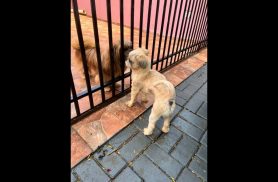 Cachorro é encontrado no bairro Nova York