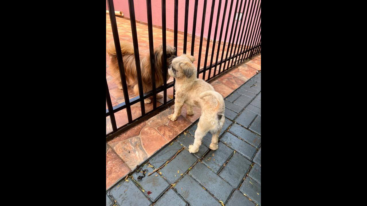 Imagem referente a Cachorro é encontrado no bairro Nova York