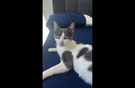 Gata Kira desapareceu no bairro Interlagos