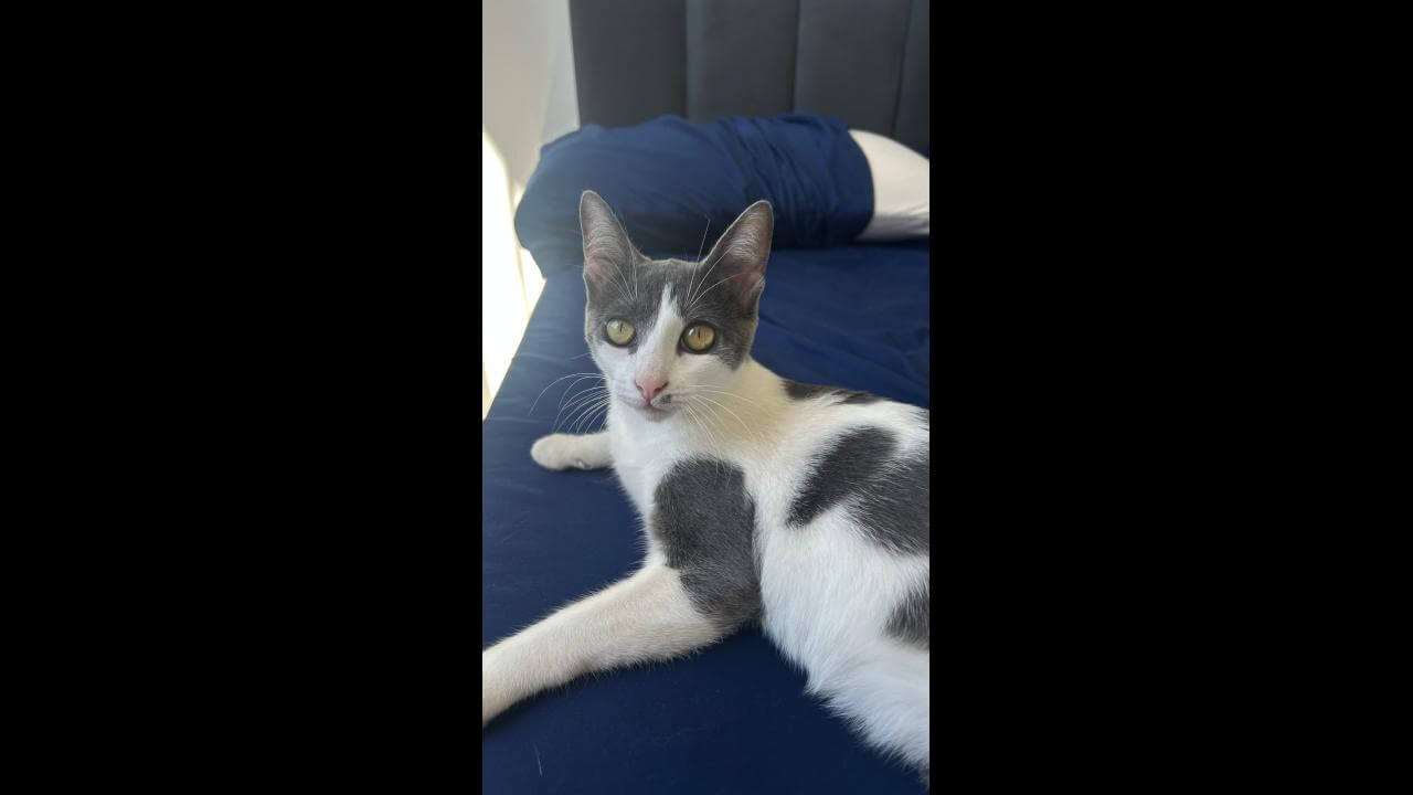 Imagem referente a Gata Kira desapareceu no bairro Interlagos