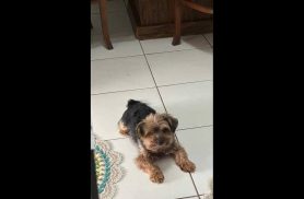 Cachorro Chico desapareceu no bairro Parque São Paulo