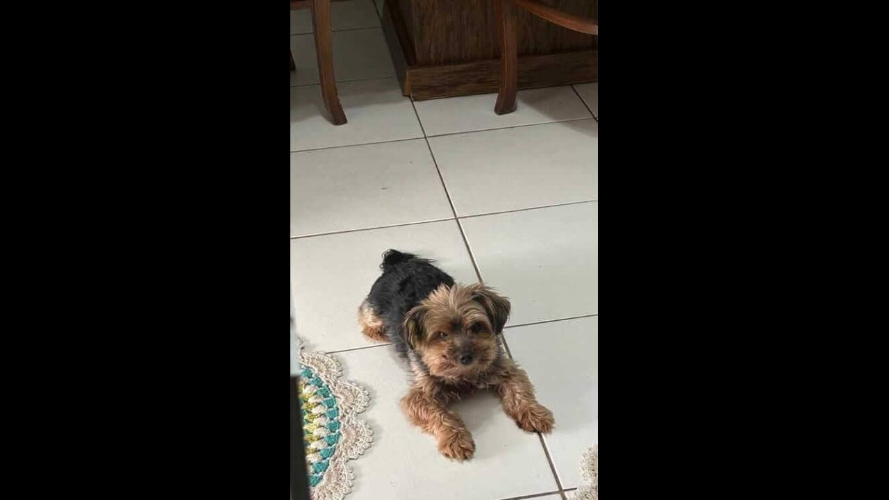 Imagem referente a Cachorro Chico desapareceu no bairro Parque São Paulo
