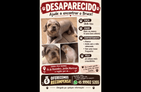 Cachorro Bruce desapareceu no bairro Montreal