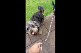 Cachorra é encontrada no bairro Pioneiros Catarinenses